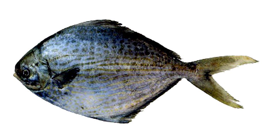 Stromateus fiatola_05.jpg